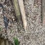 old wooden garden poles Image 4