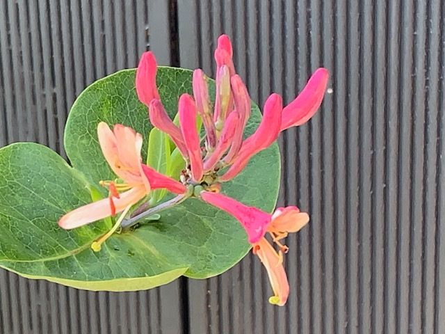 Honeysuckle plant