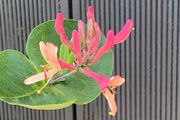 Honeysuckle plant
