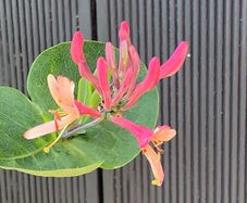 Honeysuckle plant