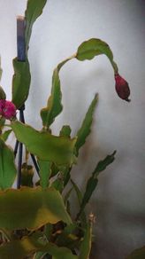 orchid cacti.