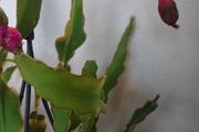 orchid cacti.