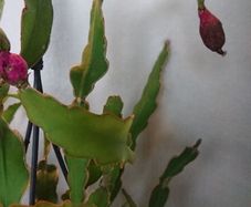 orchid cacti.