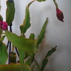 orchid cacti.