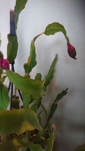 orchid cacti.
