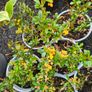 Thorny Hedge, Berberis Darwinii Image 4