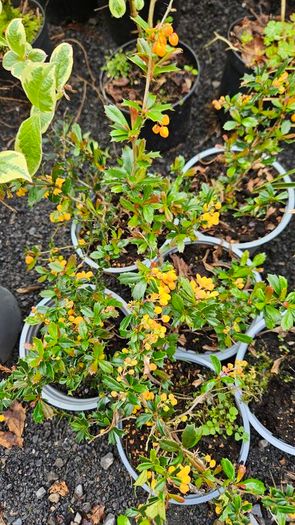 Thorny Hedge, Berberis Darwinii