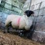 Hogget rams and ram lamb Image 8
