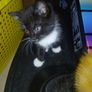 free to good home Kitten Image 5