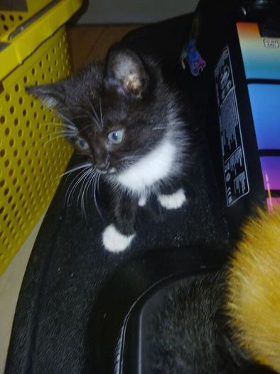 free to good home Kitten