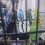 bird cage Image 2