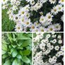 Shasta daisy's Plant, perianal plant Image 2