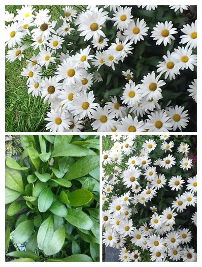 Shasta daisy's Plant, perianal plant