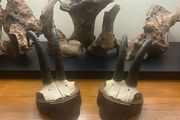 Antique Pair of Alpine Chamois Taxidermy Mounts