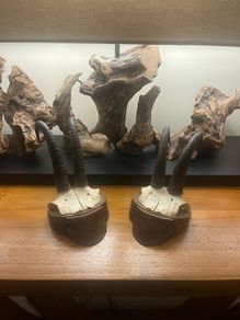 Antique Pair of Alpine Chamois Taxidermy Mounts