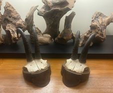 Antique Pair of Alpine Chamois Taxidermy Mounts