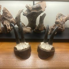Antique Pair of Alpine Chamois Taxidermy Mounts