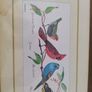 Decorated Arts Framed Matted Wild Bird Print Signed Edwards Image 3