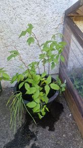 raspberry plants