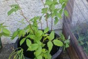 raspberry plants