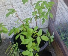 raspberry plants