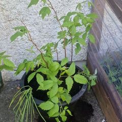 raspberry plants