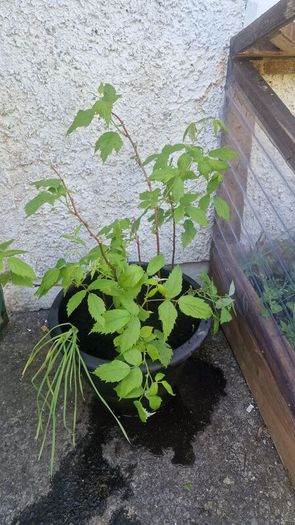 raspberry plants