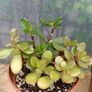 2 Jade Plants Image 5