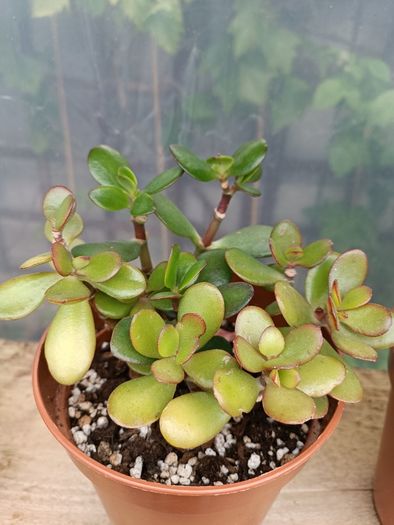 2 Jade Plants