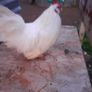 Poultry Image 2