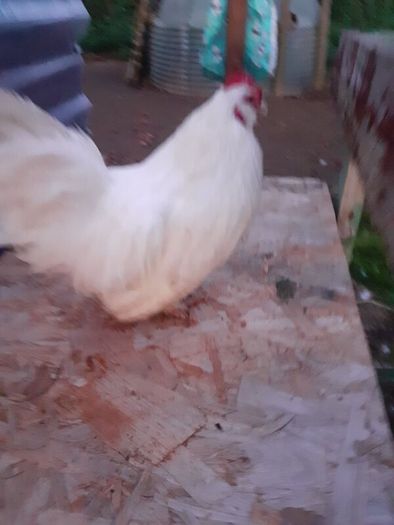 Poultry