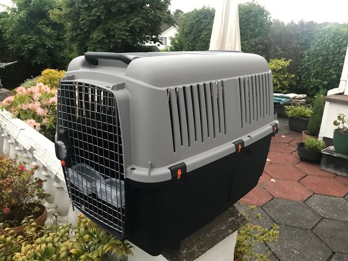 Domestic pet Bracco transport 5