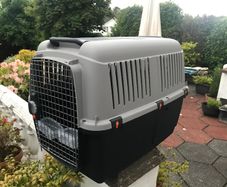 Domestic pet Bracco transport 5