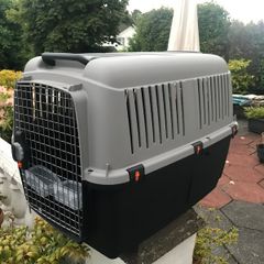 Domestic pet Bracco transport 5