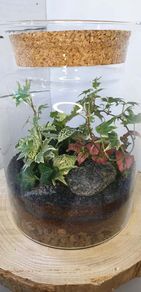 Terrarium 25x18cm