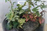 Terrarium 25x18cm