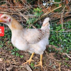 rooster