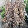 Copper Beech Hedging Image 2