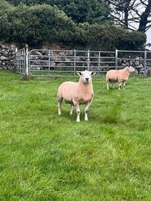 Texel rams for sale