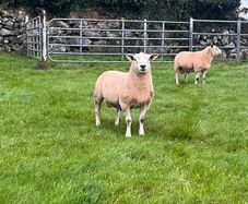 Texel rams for sale
