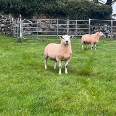 Texel rams for sale