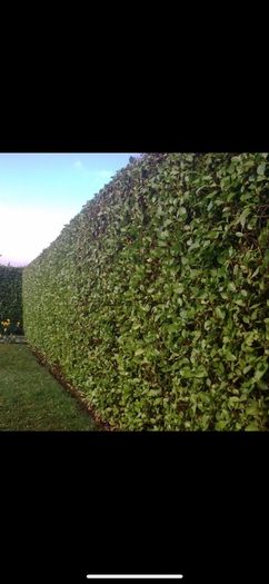 Grass Cutting & Garden Maintenance