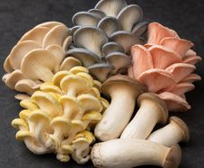 Mushroom Liquid Cultures | Lions Mane, Oyster