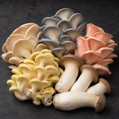 Mushroom Liquid Cultures | Lions Mane, Oyster