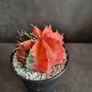 Variegated gymnocalycium mihanovichii cactus Image 4