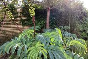 Melianthus major Honey bush