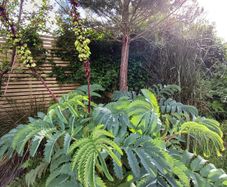 Melianthus major Honey bush