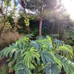 Melianthus major Honey bush