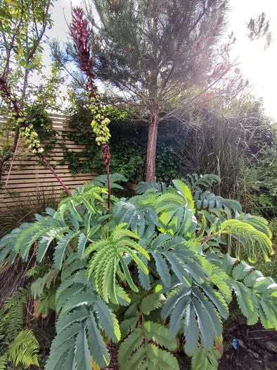 Melianthus major Honey bush
