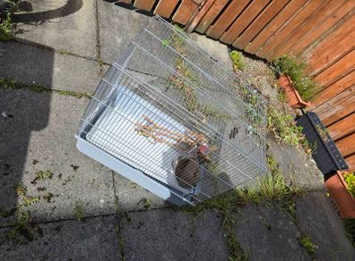 birds cage
